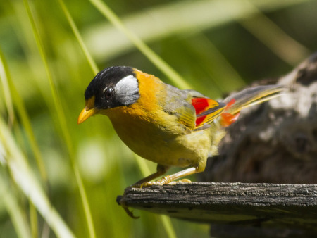 Silver Eared Mesia perched on a wood with nature backgroundの写真素材