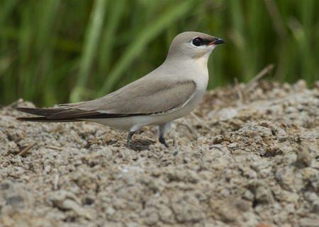Small pratincole (Glareola lactea) standing on the ground with nature green backgroundの写真素材