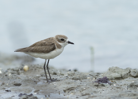 Greater Sand Plover (charadrius leschenaultii) standing on the muddy beach with white backgroundの写真素材