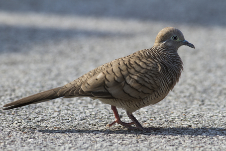 Side profile of Zebra dove (geopelia striata) standing on the rocky groundの写真素材