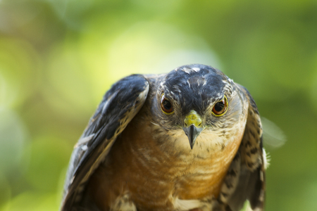 Closeup of Japanese Sparrowhowk ( ) face look infrontの写真素材