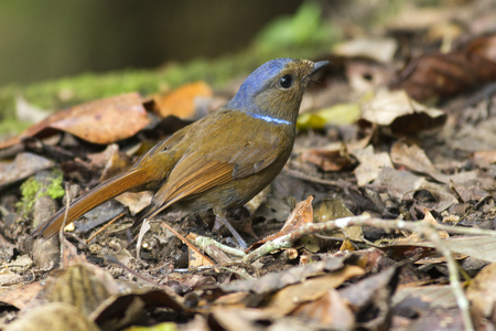 Female Large Niltava (Niltava Grandis) standing on the death leaf on the ground in the forestの写真素材