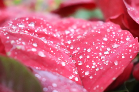 water droplet on a pink leafの写真素材