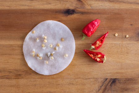 Pepper seed germination on wet cotton pad. Seedling preparation of chilli. Spring. Harvest.の写真素材