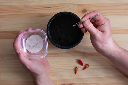 Pepper seed germination on wet cotton pad. Seedling preparation of chilli. Spring. Harvest. Man holding pepper seeds.の写真素材