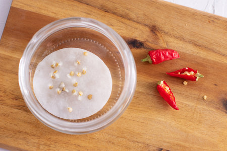 Pepper seed germination on wet cotton pad in glass jar. Seedling preparation of chili. Spring. Harvest.の写真素材