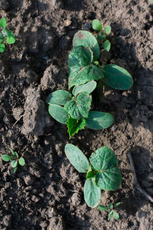 Young bush of cucumber in the garden. Spring. Growing vegetables. Cultivation.の写真素材