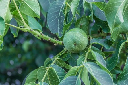 Walnut plantation, walnuts on a branch, harvesting, agriculture, nuts, walnut, farmingの写真素材