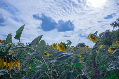 field of under-dry trees before harvesting, farming, oil productionの写真素材