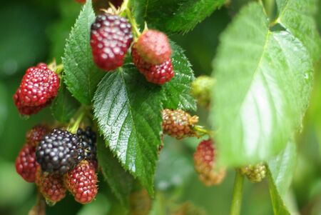 blackberries