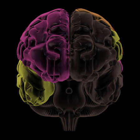 3D Render. Coloured areas of the Brain, front view
