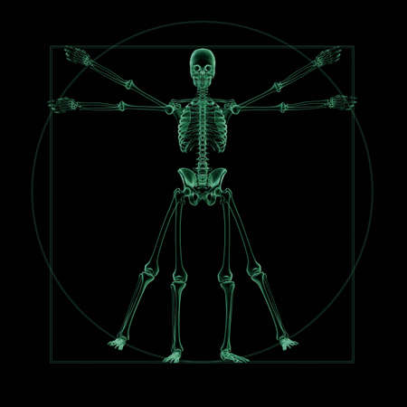 3D render. X-Ray of a Vitruvian skeletonの写真素材