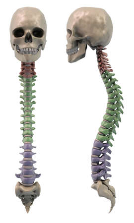 Coloured sections of the Spine