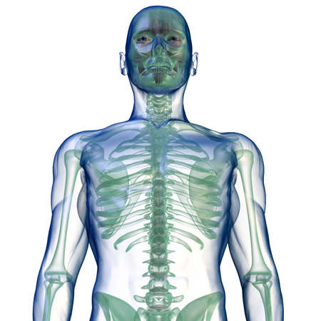 body x-ray from below on whiteの写真素材