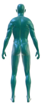 3D rendering of the male body on white,back viewの写真素材