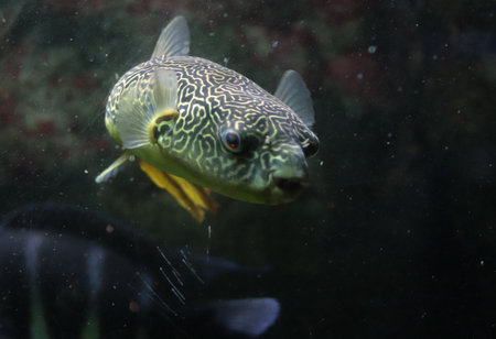 Boxfish (Pufferfish) in the aquarium, stock photo