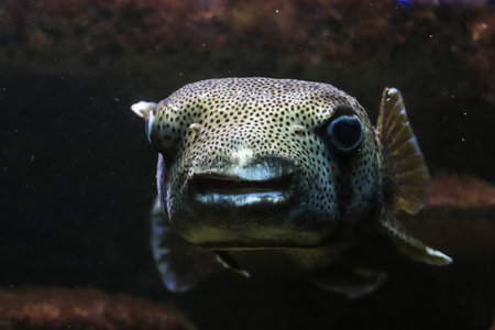 Puffer fish in an aquarium. Close-up of a puffer fish in an aquarium.