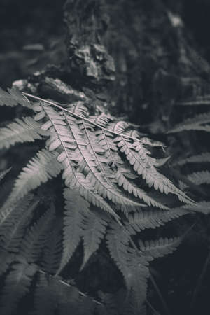 Black and white fern in the forestの写真素材