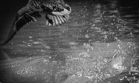 Duck fly awayの写真素材