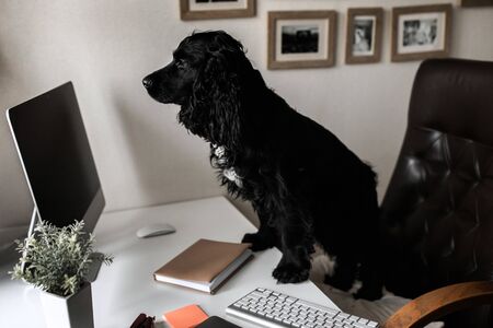 Black cute dog sitting near computer like an office managerの写真素材