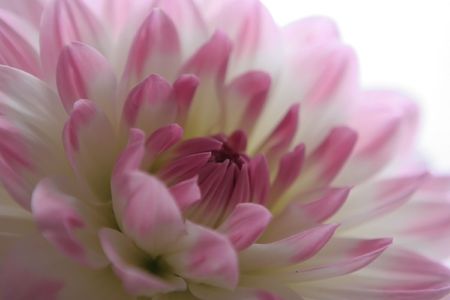dahlia 4の写真素材