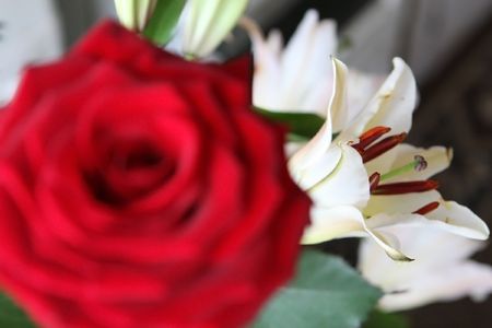 lily & roseの写真素材