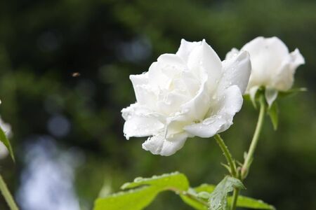 two whiteの写真素材
