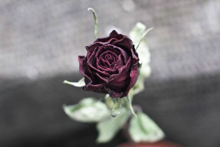 Perishability の写真素材