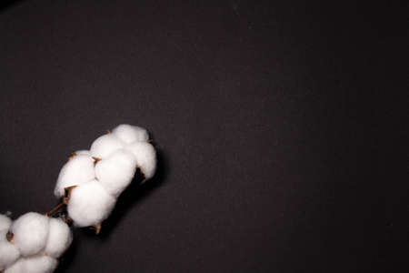 mockup for text on black background with cotton branchの写真素材