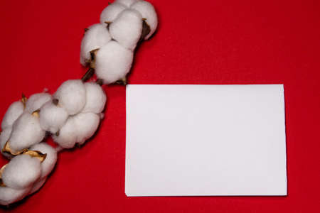 mockup for text on red background with cotton branchの写真素材