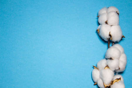 mockup for text on blue background with cotton branchの写真素材