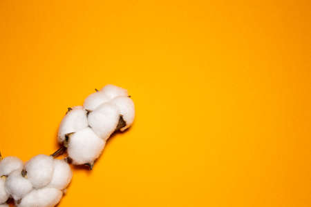mockup for text on orange background with cotton branchの写真素材