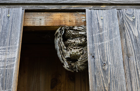 Wasp nest in a wooden box. The nest of a family of wasps which is taken a close-up.