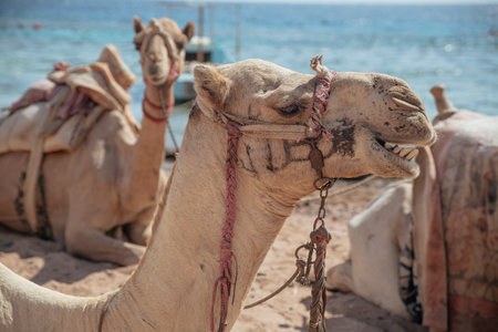 Camels on the beach in Hurghada, Egypt, Africa
