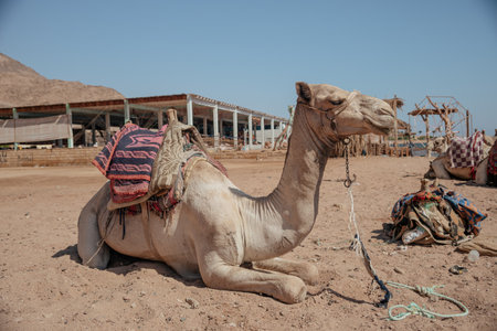 Camels in the desert of Egypt, Sharm El Sheikh.