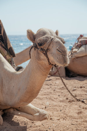 Camel on the beach in Hurghada, Egypt, Africa