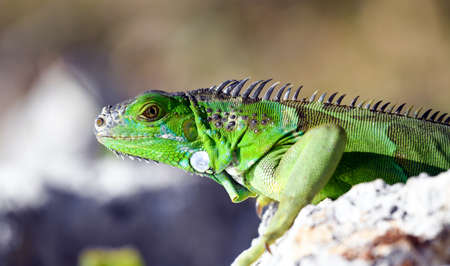 chameleon on a branch green colorの写真素材