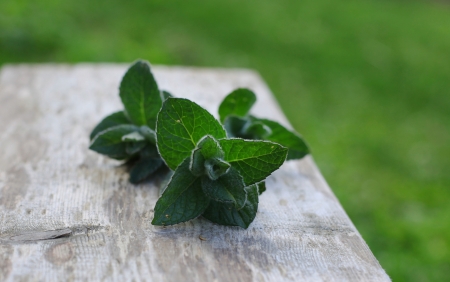 Fresh mint on wooden backgroundの写真素材