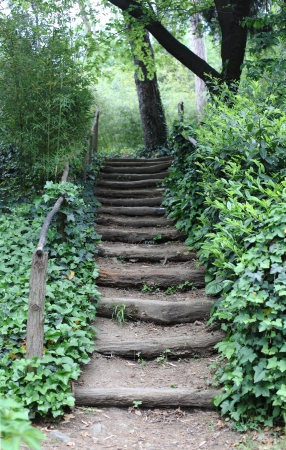 Stairways in the forest