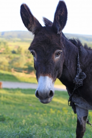 Donkeyの写真素材