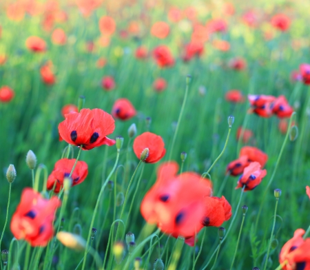 Red poppy fieldの写真素材