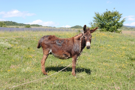 Donkey grazing in the filedの写真素材