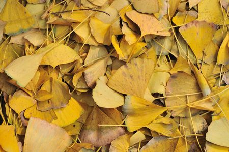 Ginko Leaves