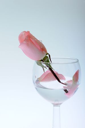 Rose in glassの写真素材