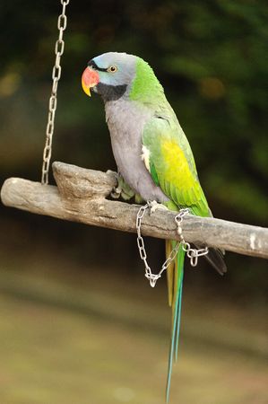 green Parrot on branchの写真素材