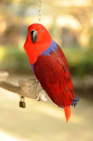 red Parrotの写真素材