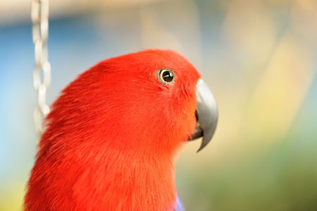 red Parrotの写真素材