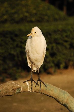 big bird on branchの写真素材