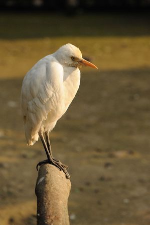 big bird on branchの写真素材