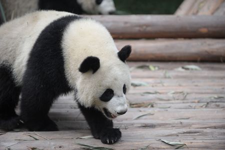 walk pandaの写真素材